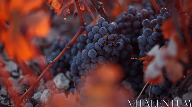 Ripe Red Grapes on Vine Close-up AI Image