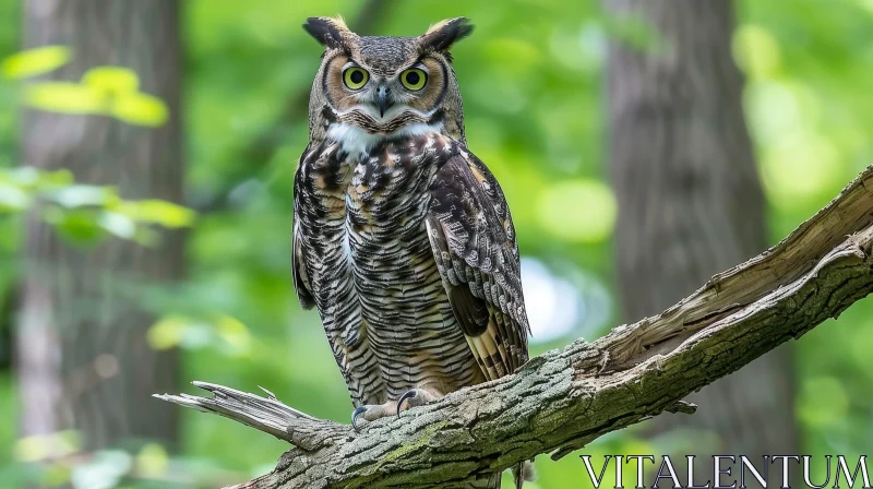 Enigmatic Owl: Majestic Wildlife Photography AI Image