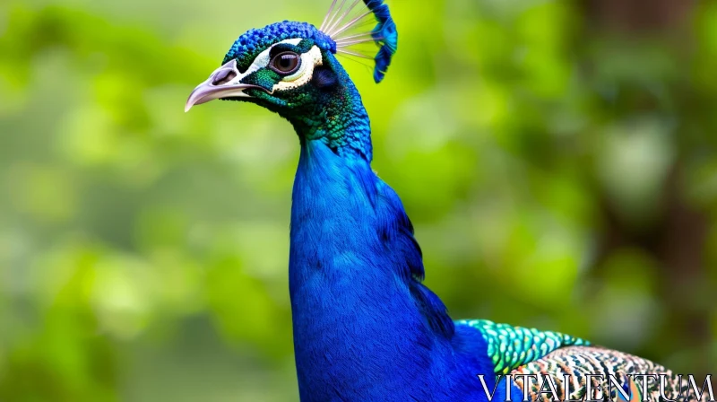 Elegant Peacock with Vibrant Feathers AI Image