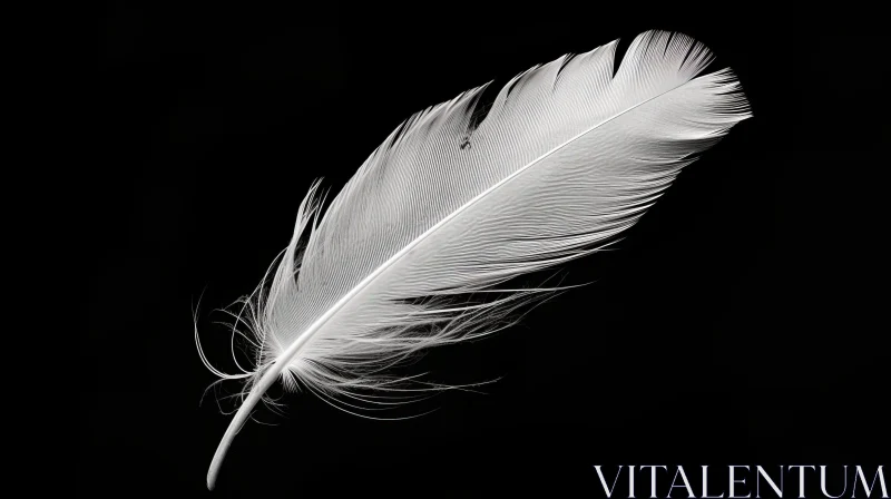 White Feather Against Black Background AI Image
