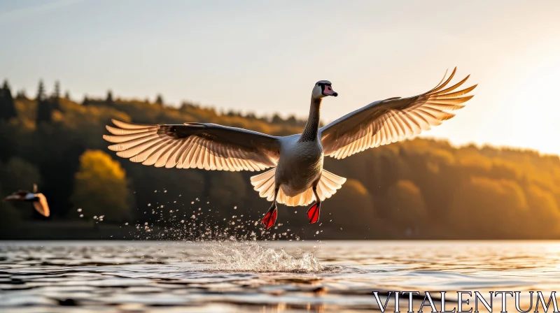 Majestic Swan Taking Off at Sunset AI Image