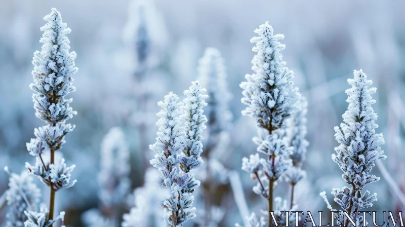 AI ART Frost-Covered Lavender Plants: Serene Nature Scene