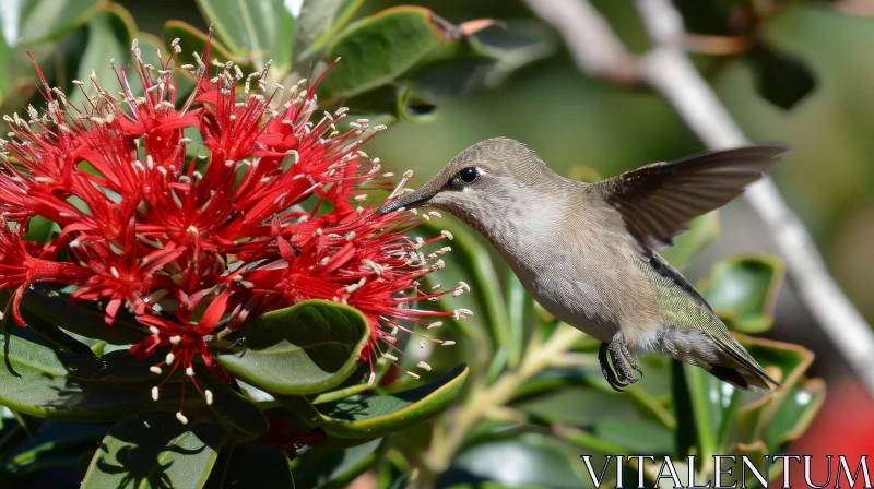 Graceful Hummingbird Feeding on Red Flower AI Image