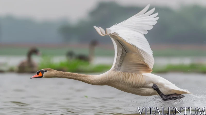 Graceful White Swan Taking Flight AI Image
