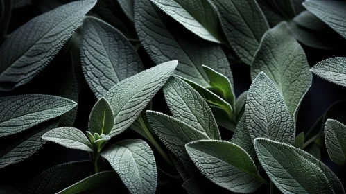 Dark Green Sage Leaves Close-up - Nature Botanical Image