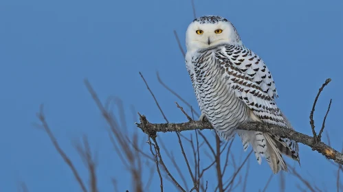 Snowy Owl Perched on Branch - Stunning Wildlife Photography