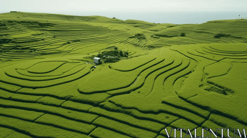 Captivating Rice Terraces with Sea View - Organic Shapes and Wavy Lines AI Image