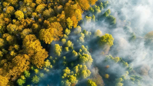 Vibrant Autumn Forest Aerial View with Colorful Foliage