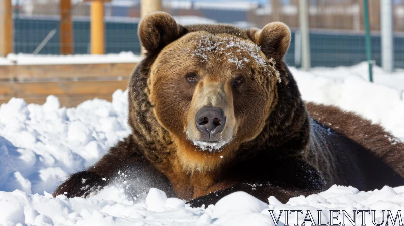 Majestic Grizzly Bear in Snow: A Captivating Image of Wildlife AI Image