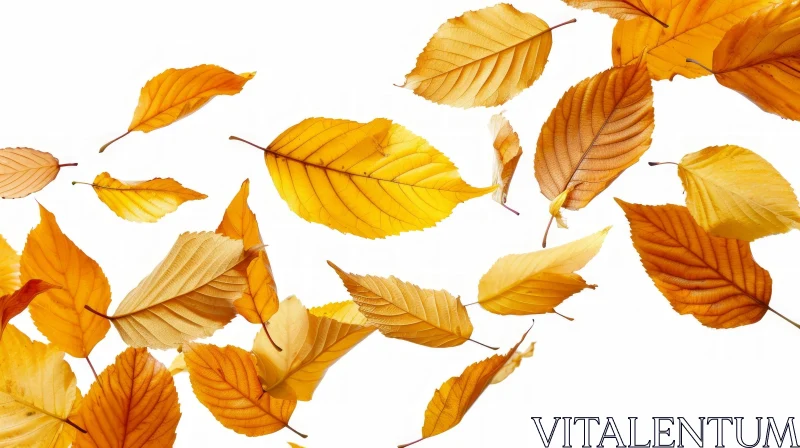 Captivating Autumn Leaves Photograph | Yellow and Orange | White Background AI Image