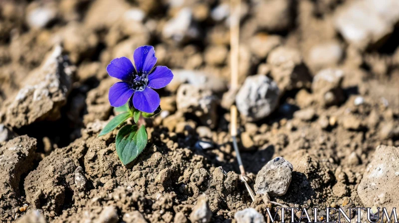 Blue Flower in Rocky Field - Captivating Beauty of Nature AI Image