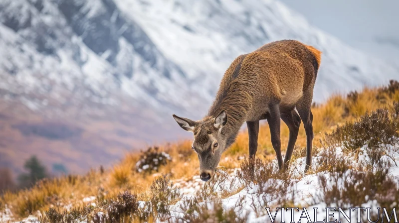 Red Deer in Scottish Highlands: Majestic and Powerful AI Image
