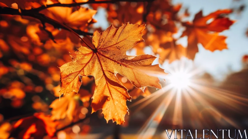 Vibrant Orange Maple Leaf Close-Up in Fall | Warm and Inviting AI Image