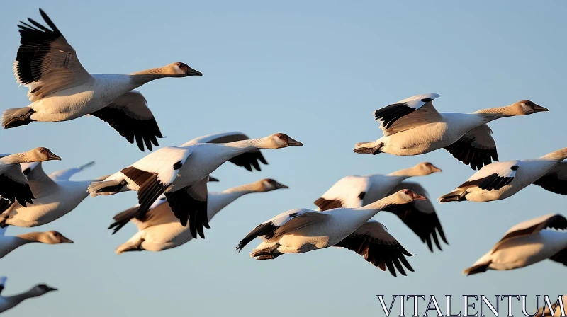 Mesmerizing Snow Geese in Flight | Stunning Nature Photography AI Image