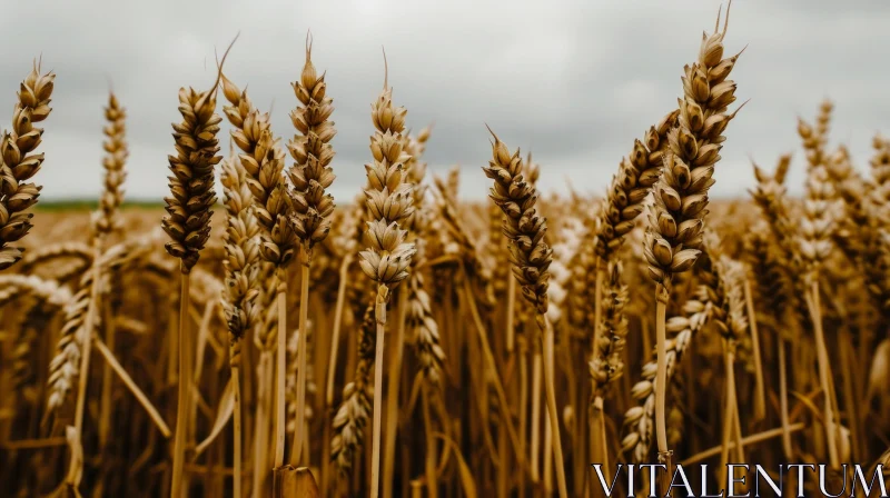 Close-up of a Ripe Wheat Field: A Serene and Captivating Image AI Image