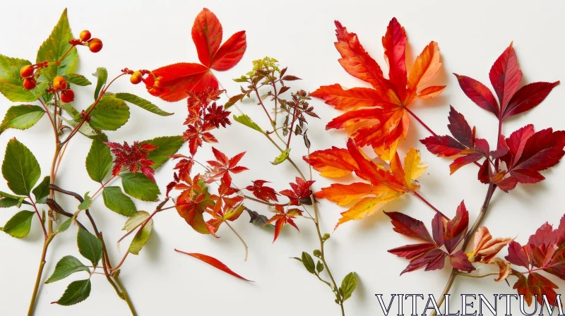 Autumn Leaves and Berries: A Captivating Composition