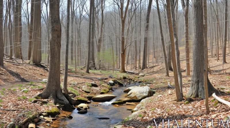 Captivating Forest Stream Photograph | Tranquil Nature Image AI Image