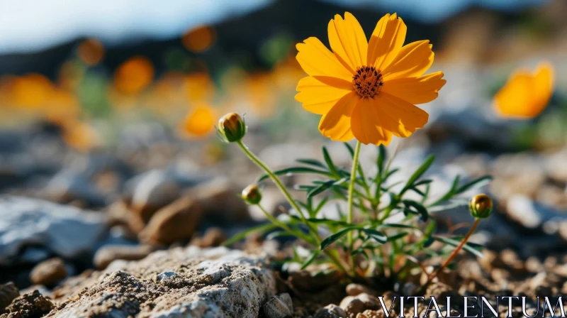 Yellow Flower Growing from Rock Crack - Nature Photography AI Image