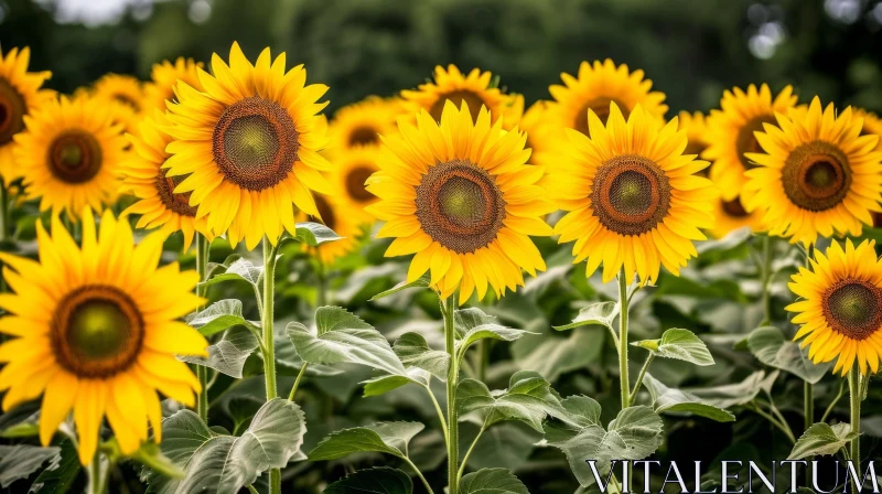 Field of Sunflowers: A Captivating Nature Scene AI Image