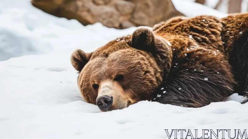 Majestic Brown Bear Sleeping in Snow - Captivating Wildlife Image AI Image