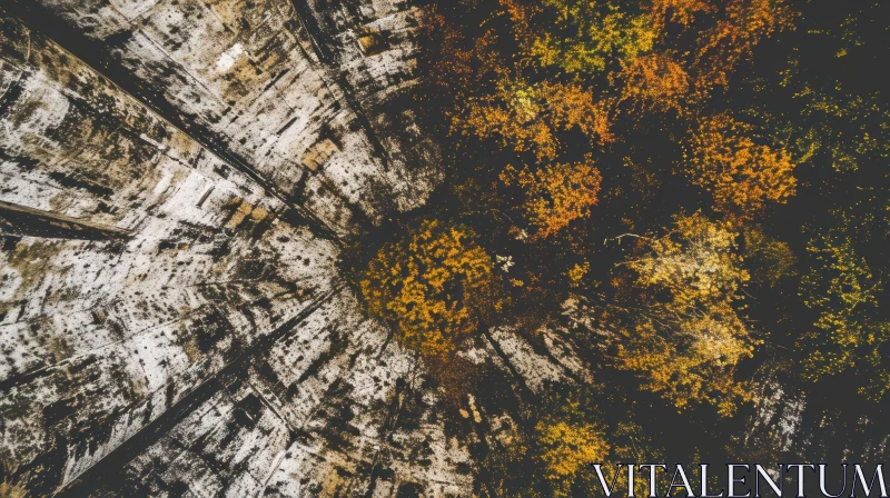 AI ART Enchanting Aerial View of Autumn Forest | Nature Photography