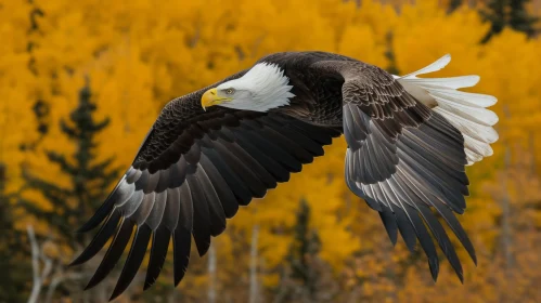 Majestic Bald Eagle Soaring in Vibrant Autumn Forest