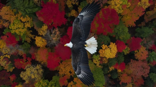 Bald Eagle Flying Over Colorful Forest - Captivating Nature Image