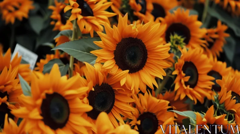 Close-up of Sunflowers in Bloom | Nature Photography AI Image