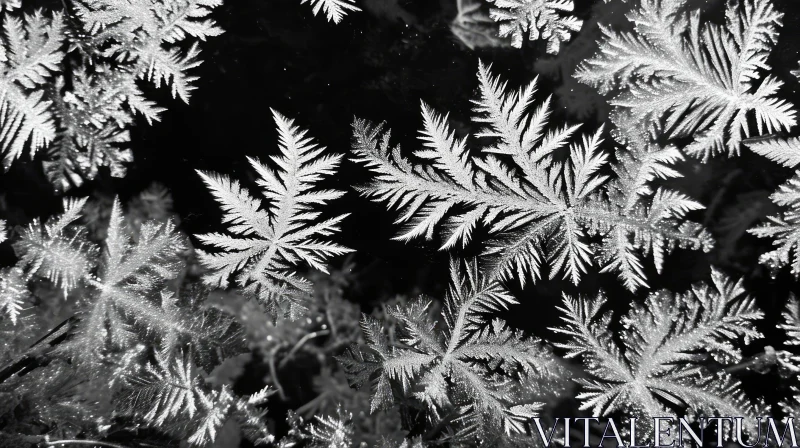 Black and White Frosty Patterns on Window Glass - Captivating Abstract Art AI Image