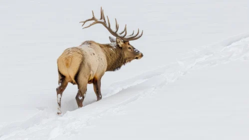 Majestic Male Elk Walking in Snow - Wildlife Photography