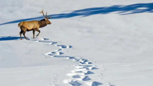 Majestic Elk Walking in Snow - Nature Photography