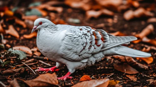 Close-up of a White Pigeon in a Natural Setting