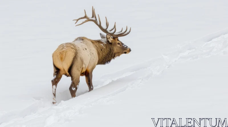 Majestic Male Elk Walking in Snow - Wildlife Photography AI Image