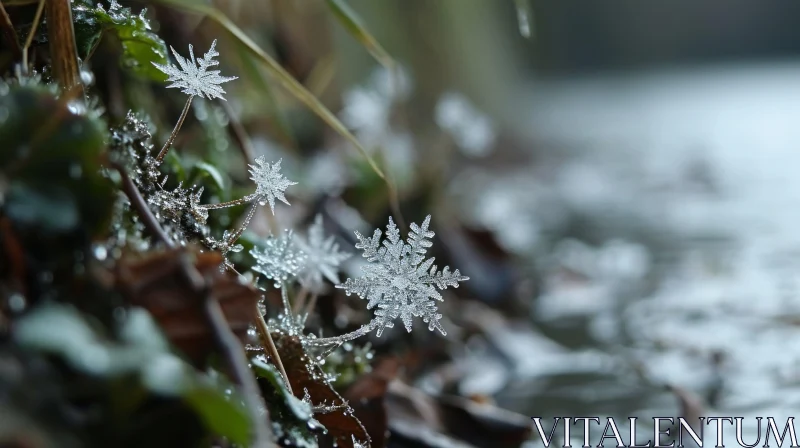 Delicate Frost: A Captivating Close-Up of Nature's Beauty AI Image