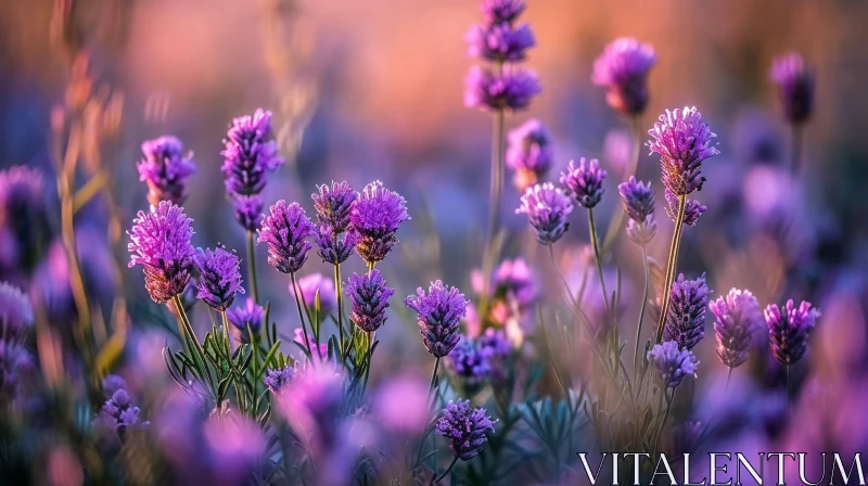 Close-Up of Lavender Flower Field | Vibrant Colors and Soft Atmosphere AI Image