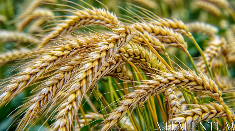 Ripe Wheat Field: A Captivating Close-Up of Nature's Bounty AI Image