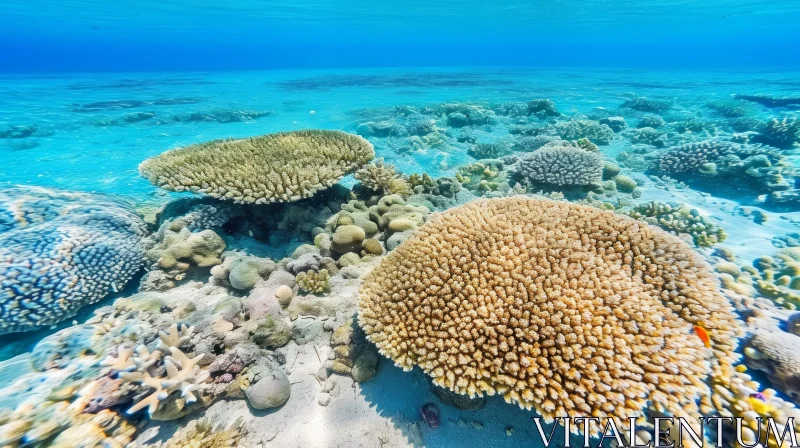 Enchanting Underwater Photo of a Coral Reef - Captivating Beauty of the Sea AI Image