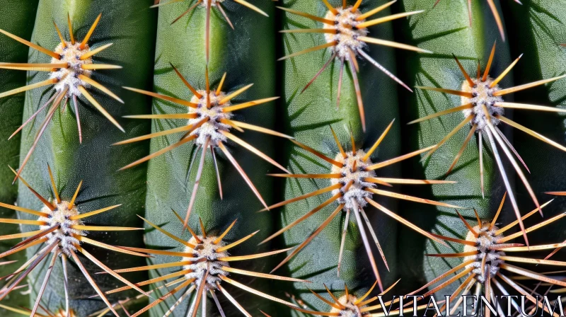 AI ART Close-up of a Ribbed Green Cactus with Sharp Spines