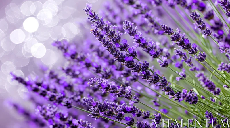 Close-up of Lavender Field with Dreamy Purple Flowers AI Image