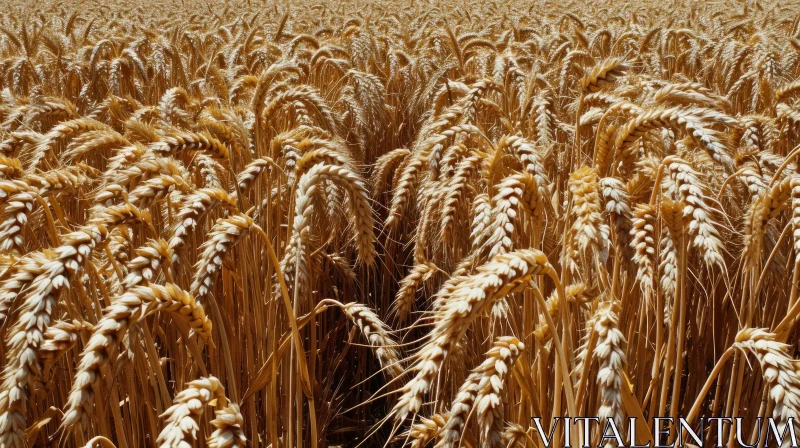 Golden Wheat Field with Ripe Ears of Wheat Swaying in the Wind AI Image