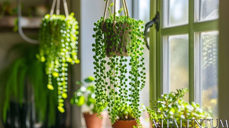 Stunning Hanging Plant in Window - Nature Photography AI Image