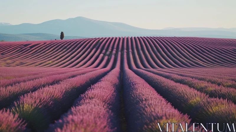 Provence Lavender Field Landscape: A Serene Vision of Nature's Beauty AI Image