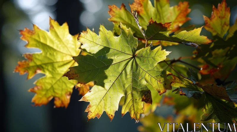 Close-Up of Maple Leaf in Fall | Warm Orange and Yellow Tones AI Image