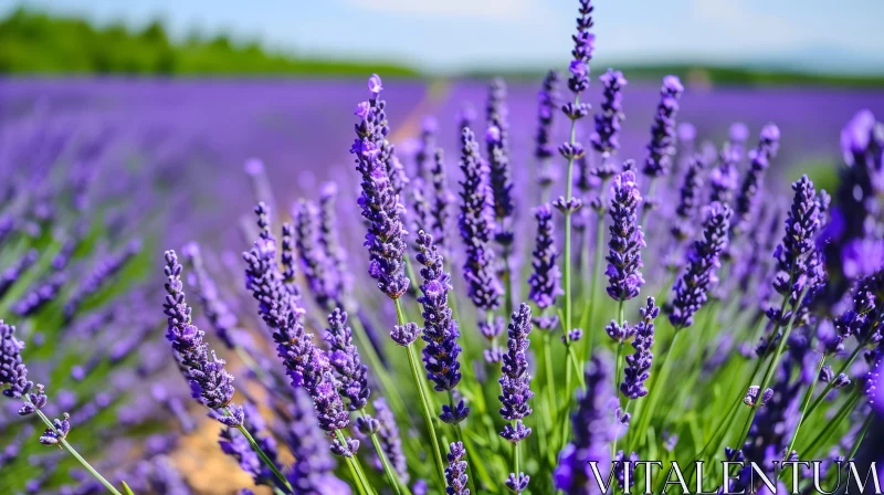 Blooming Lavender Field: A Captivating Nature Scene AI Image