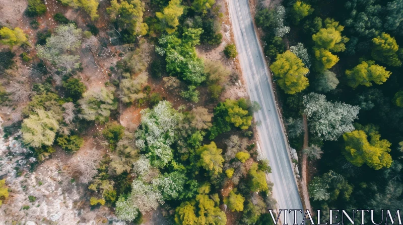 Aerial View of Road Through Lush Green Forest AI Image