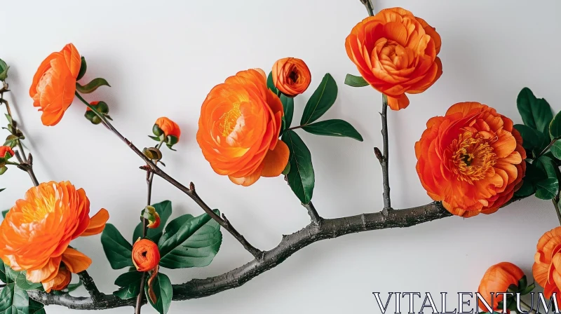 AI ART Orange Ranunculus Flowers on White Background