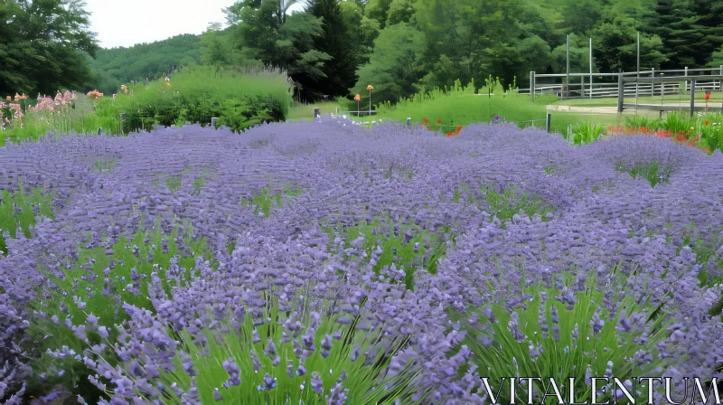 Lavender Field in Full Bloom: A Captivating Nature Scene AI Image