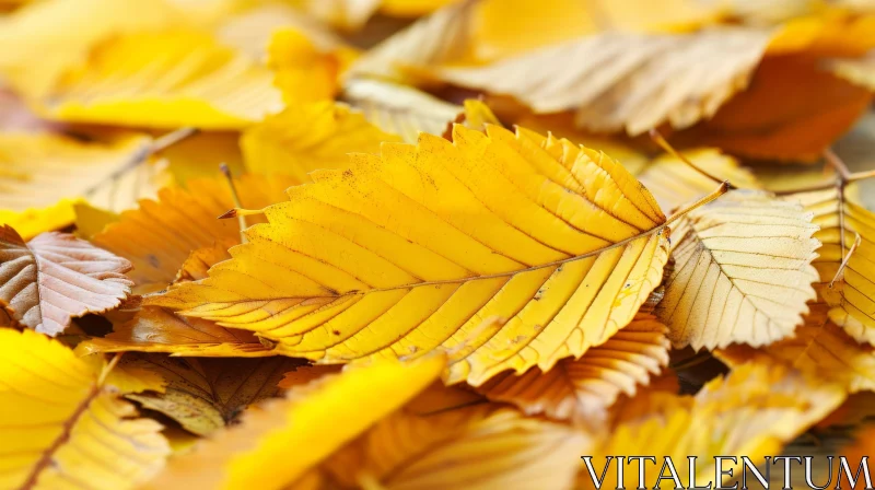 Fallen Yellow Leaves Close-Up | Vibrant Autumn Colors AI Image