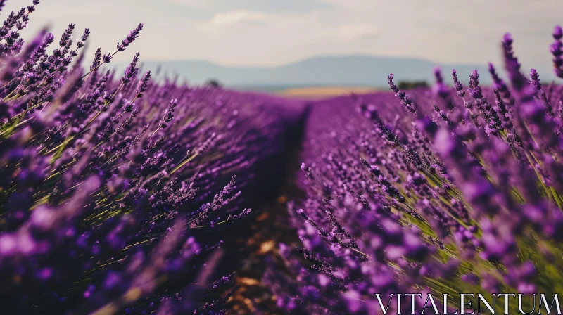 The Enchanting Beauty of a Lavender Field in Bloom AI Image