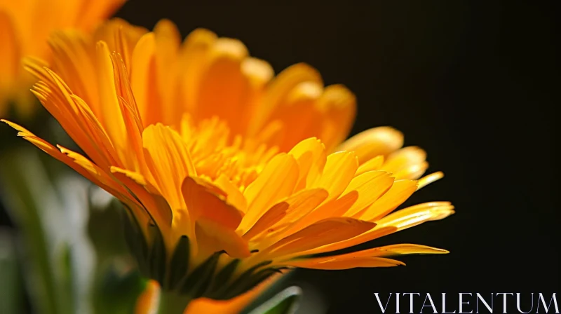 Calendula Flower in Full Bloom: A Captivating Close-Up AI Image